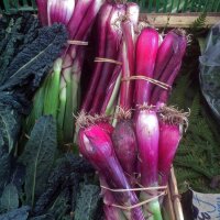 Cebolla "Roja de Florencia" (Allium cepa) orgánica semillas