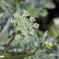 Perejil italiano liso (Petroselinum crispum var. neapolitanum) orgánico semillas