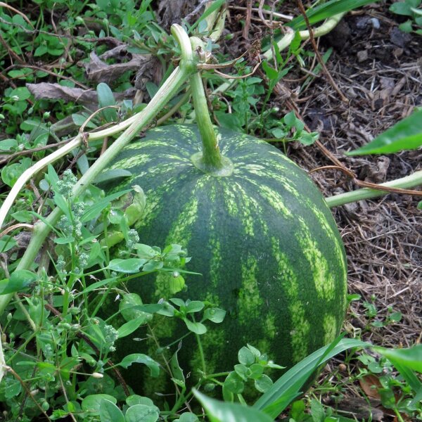 Sandía Crimson Sweet (Citrullus lanatus) orgánico semillas