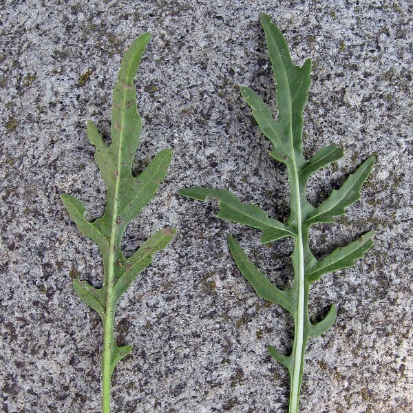 Jaramago (Eruca vesicaria subsp. sativa) orgánico semillas