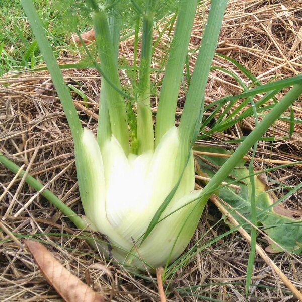 Hinojo Romanesco (Foeniculum vulgare var. azoricum) organic semillas