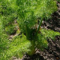 Hinojo Romanesco (Foeniculum vulgare var. azoricum) organic semillas