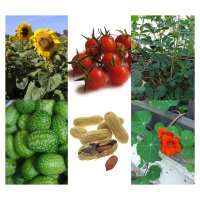 Set de descubrimiento de las plantas infantil- Set de semillas
