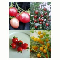 Tomates Cherry -Set de semillas