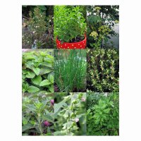 Hierbas perennes de cocina para el jardín - Set de semillas