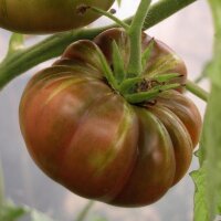 Tomate "Ananas Noire" (Solanum lycopersicum)...