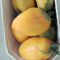 Tomate "Cream Sausage" (Solanum lycopersicum) semillas