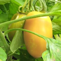 Tomate "Cream Sausage" (Solanum lycopersicum)