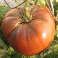 Tomate "Old German" (Solanum lycopersicum)...