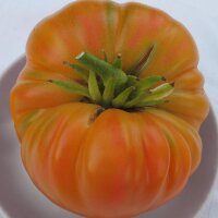 Tomate "Old German" (Solanum lycopersicum) semillas