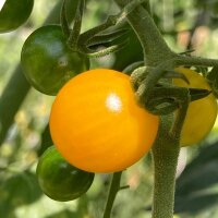 Tomate Golden Currant (Solanum pimpinellifolium) semillas