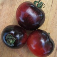 Tomate "Indigo Rose" (Solanum lycopersicum) semillas