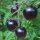 Tomate "Indigo Rose" (Solanum lycopersicum) semillas