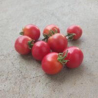Tomate Gartenperle (Solanum lycopersicum) semillas