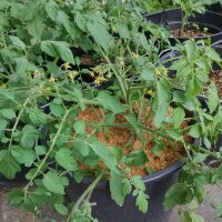 Tomate Gartenperle (Solanum lycopersicum) semillas