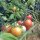 Tomate Gartenperle (Solanum lycopersicum) semillas