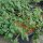 Tomate Gartenperle (Solanum lycopersicum) semillas