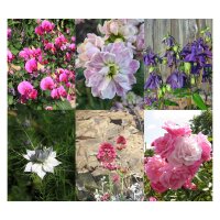 Milagro floral- Set de semillas