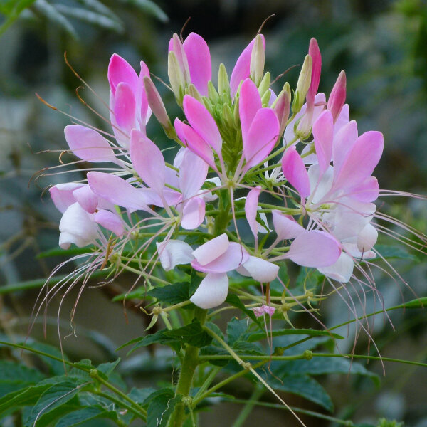 Flor de araña rosa (Cleome spinosa) orgánica semillas