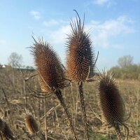 Cardencha (Dipsacus fullonum) orgánico semillas