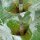 Cardencha (Dipsacus fullonum) orgánico semillas