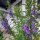 Cabeza de dragón, melisa de turquía (Dracocephalum moldavica) orgánica semillas