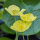 Foothill Poppy (Eschscholzia caespitosa) organic semillas