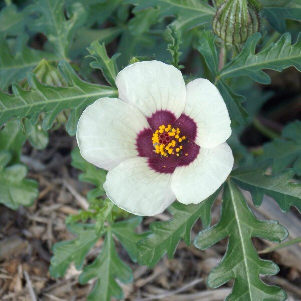Aurora común/ Malva vesicaria (Hibiscus trionum) orgánica semillas