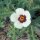 Aurora común/ Malva vesicaria (Hibiscus trionum) orgánica semillas