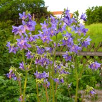 Valeriana griega (Polemonium caerulum) orgánico semillas