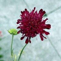 Escobilla morisca (Scabiosa atropurpurea) orgánica...