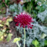 Escobilla morisca (Scabiosa atropurpurea) orgánica...