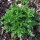 Hierba de Santa María (Tanacetum parthenium) orgánica semillas