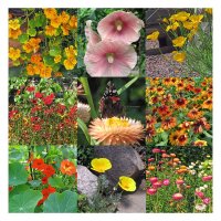 Flores coloridas aptas para insectos (ecológicas) -Set de regalo de semillas