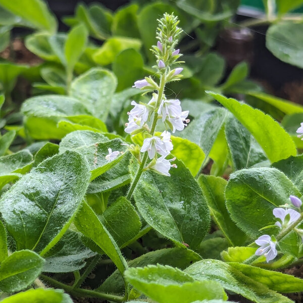 Triaca / té de ribera (Veronica officinalis) orgánica semillas