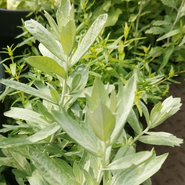Estafiate (Artemisia ludoviciana) semillas