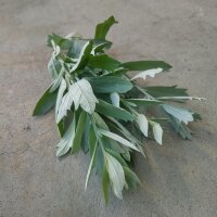 Estafiate (Artemisia ludoviciana) semillas