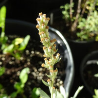 Estafiate (Artemisia ludoviciana) semillas