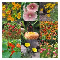 Coloridas plantas ricas en néctar. (Orgánico) – Set de semillas