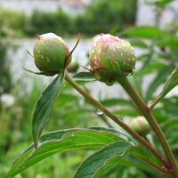 Peonía (Paeonia officinalis ssp. banatica)...