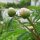 Peonía (Paeonia officinalis ssp. banatica) orgánico semillas