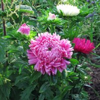 Aster de China (Callistephus chinensis) orgánico semillas