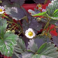 Fresa alpina (Fragaria vesca var. semperflorens) orgánica semillas