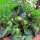 Fresa alpina (Fragaria vesca var. semperflorens) orgánica semillas