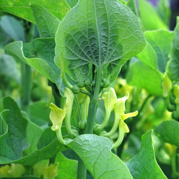 Aristoloquia común (Aristolochia clematitis) orgánico semillas