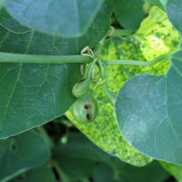 Aristoloquia común (Aristolochia clematitis) orgánico semillas