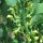 Aristoloquia común (Aristolochia clematitis) orgánico semillas