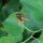 Aristoloquia común (Aristolochia clematitis) orgánico semillas