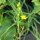 Bulbina/ Flor de serpiente (Bulbine frutescens) orgánico semillas