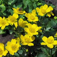 Calta palustre/ Caléndula acuática (Caltha palustris) orgánico semillas